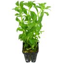 Limnophila aromatica "Wavy" - Topf