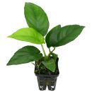 Anubias "Nangi" - Topf