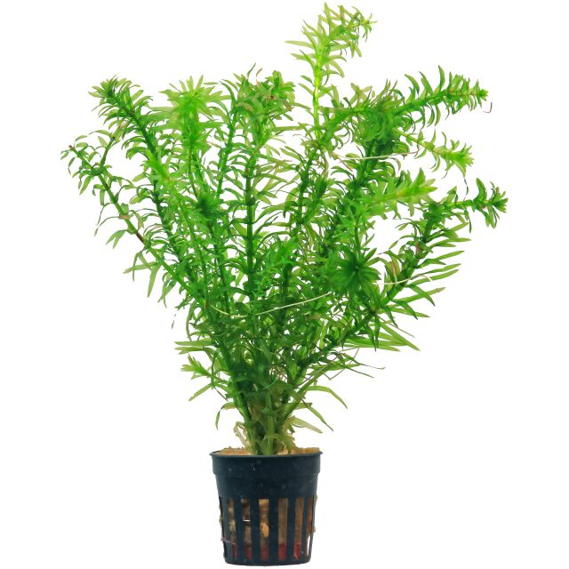 Egeria densa