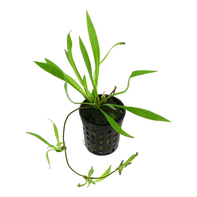 Helanthium bolivianum "Latifolius"