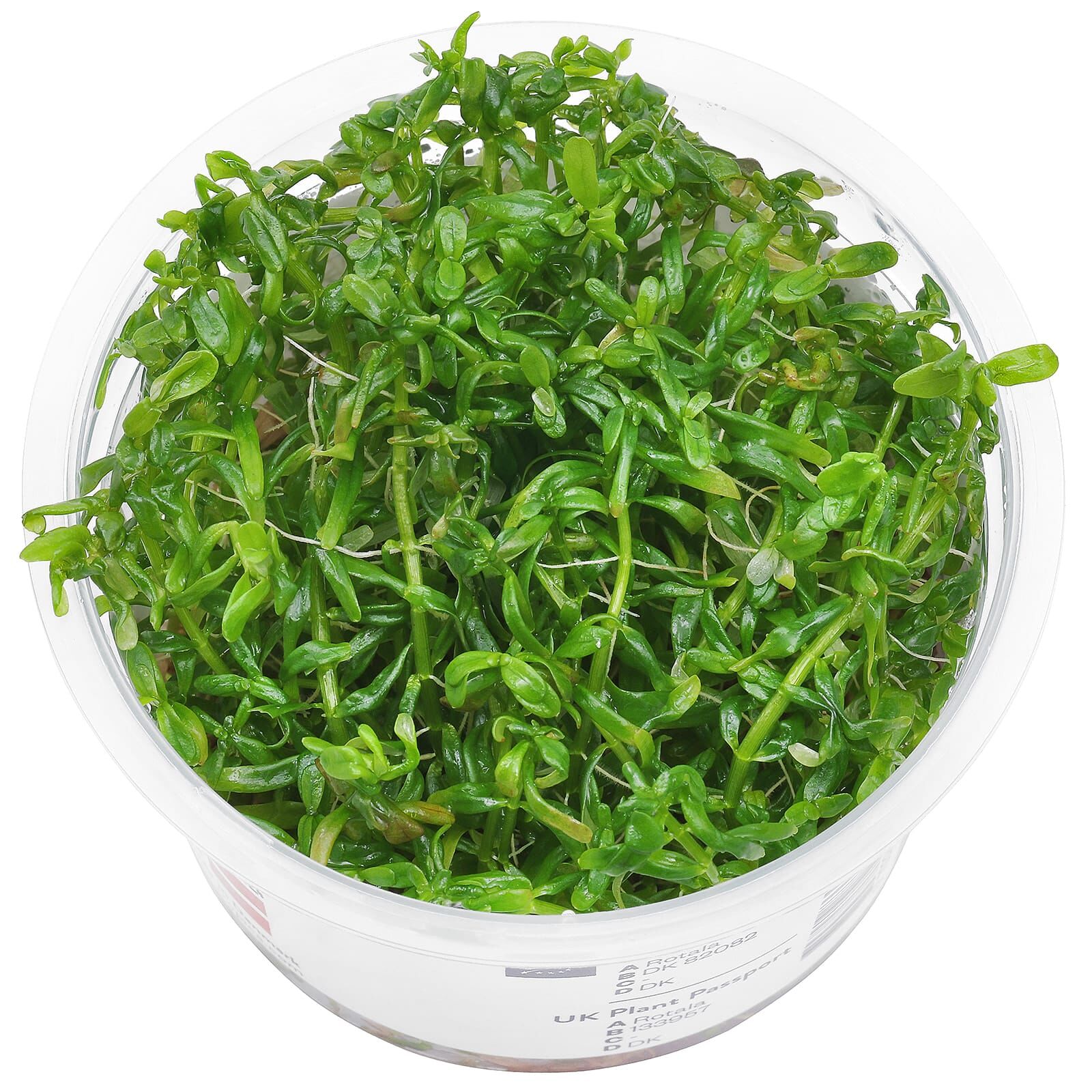 Rotala rotundifolia "Green"