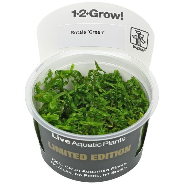 Rotala rotundifolia &quot;Green&quot; - 1-2-GROW!