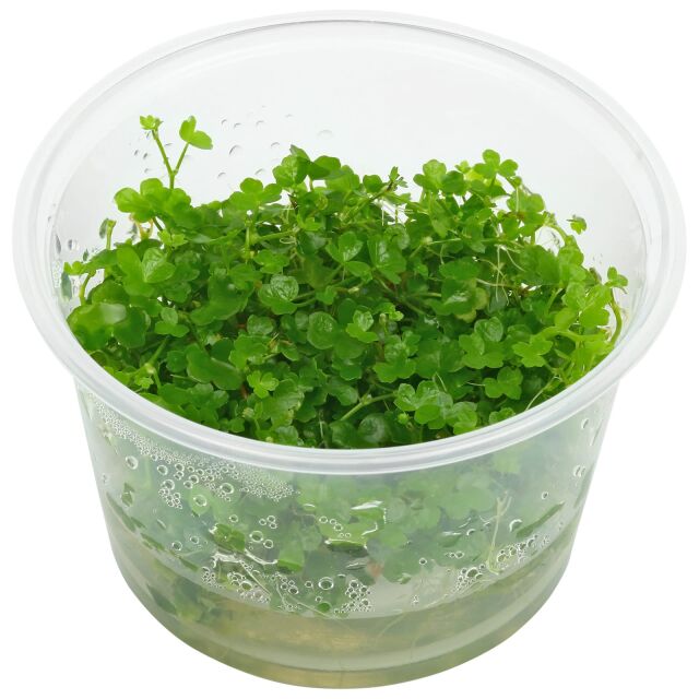 Hydrocotyle tripartita &quot;Mini&quot; - in Vitro