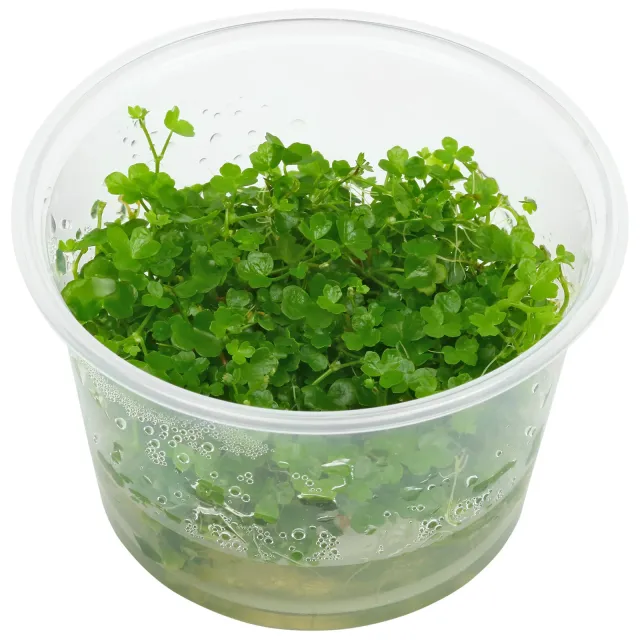 Hydrocotyle tripartita "Mini" - in Vitro