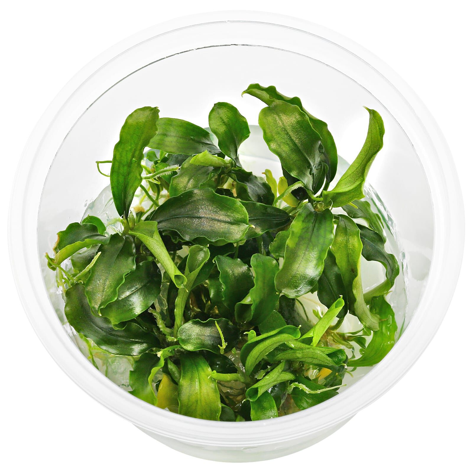 Bucephalandra pygmaea "Bukit Kelam / Sintang"