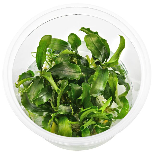 Bucephalandra pygmaea "Bukit Kelam / Sintang"