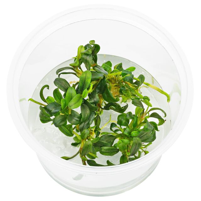 Bucephalandra sp. &quot;Mini Needle Leaf&quot; - in Vitro