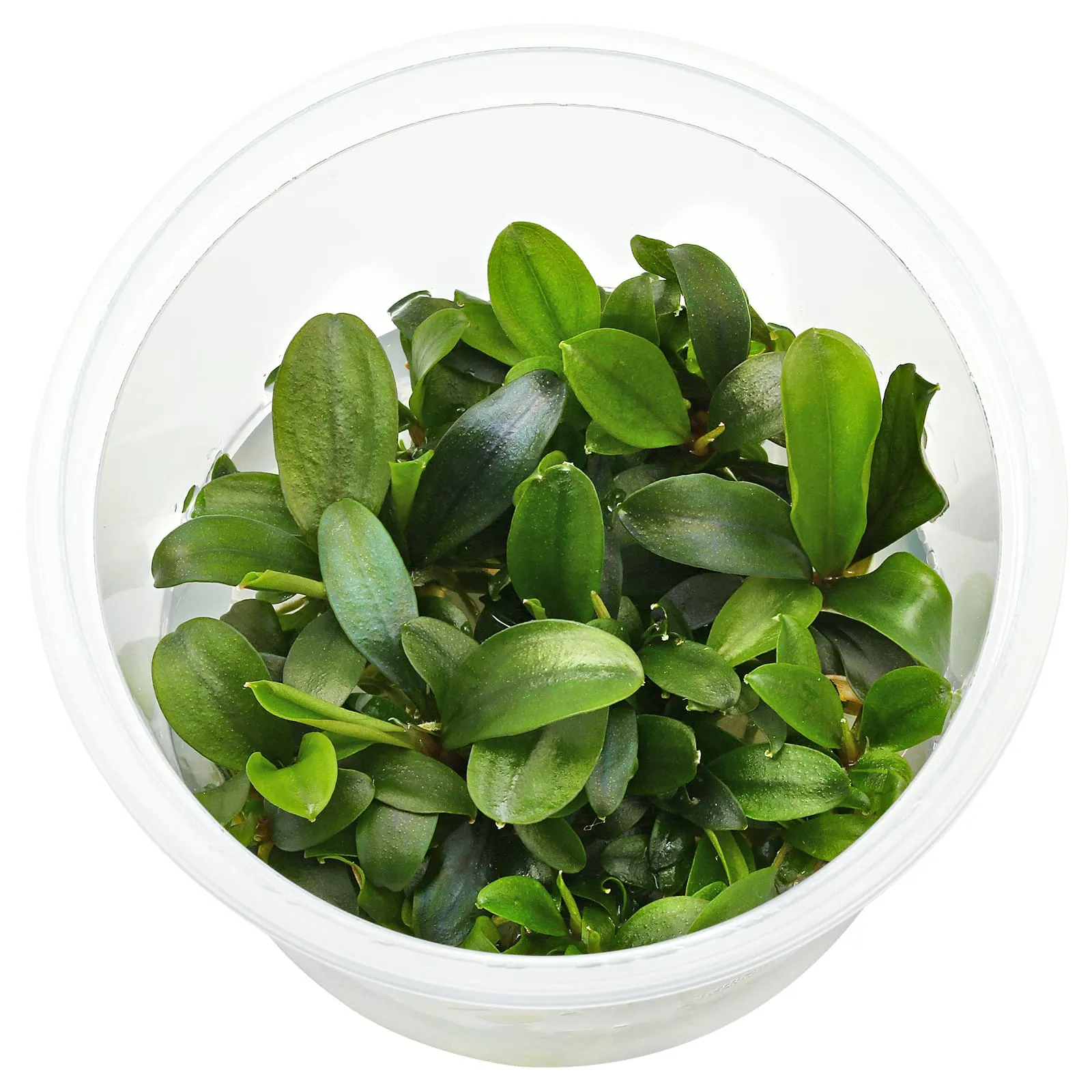 Bucephalandra sp. 