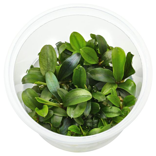 Bucephalandra sp. "Braun-rot / Serimbu"