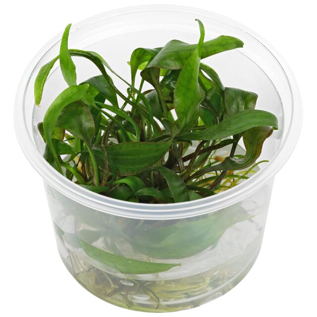 Cryptocoryne cordata var. siamensis