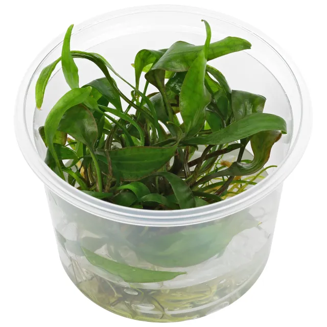 Cryptocoryne cordata var. siamensis - in Vitro