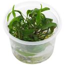 Cryptocoryne cordata var. siamensis - in Vitro