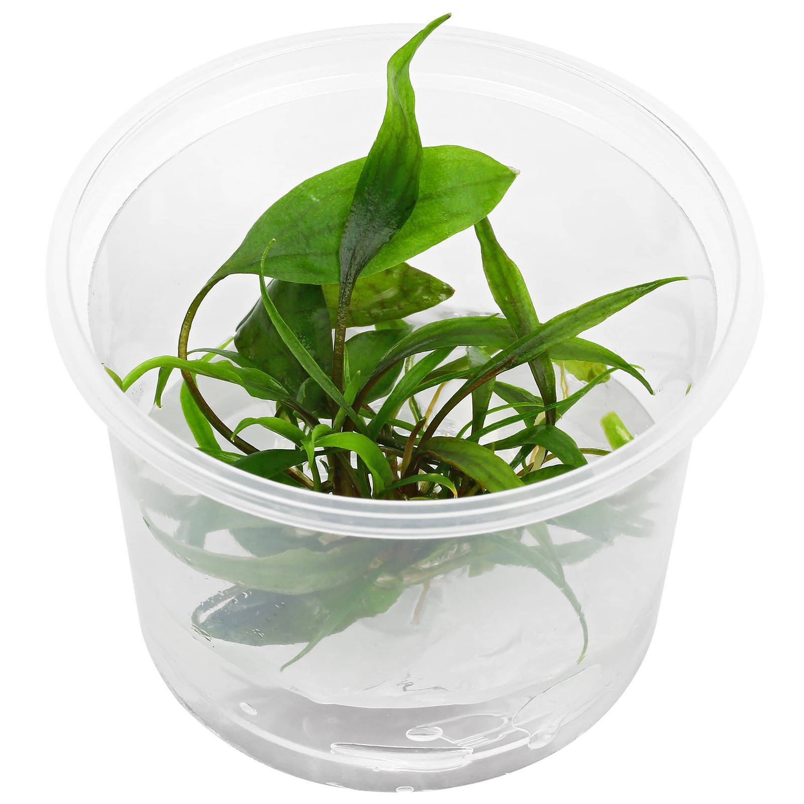 Cryptocoryne "Purpurea"