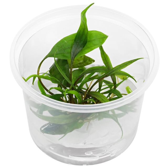 Cryptocoryne &quot;Purpurea&quot; - in Vitro