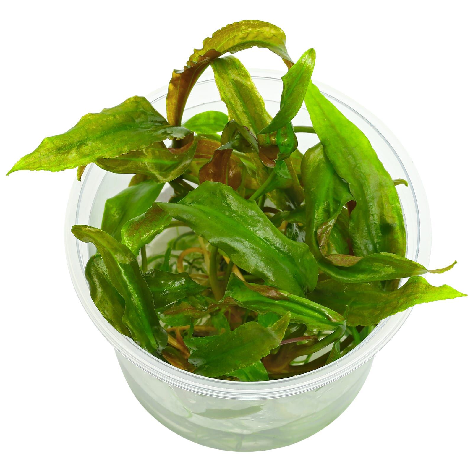 Cryptocoryne usteriana