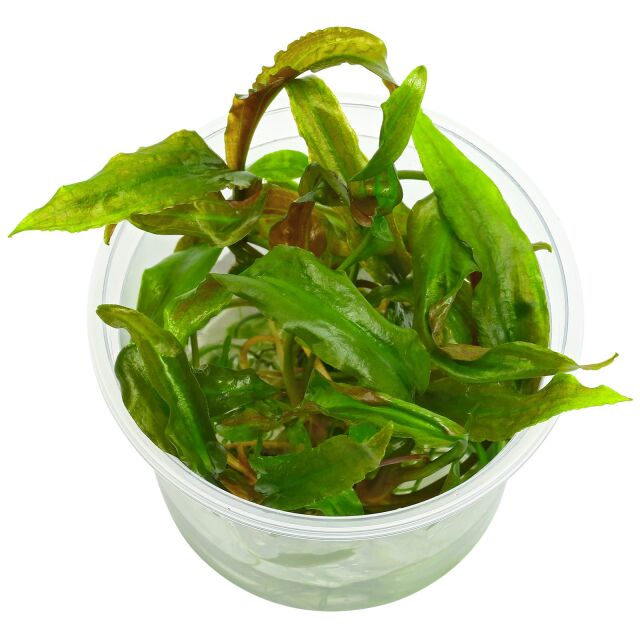 Cryptocoryne usteriana - in Vitro