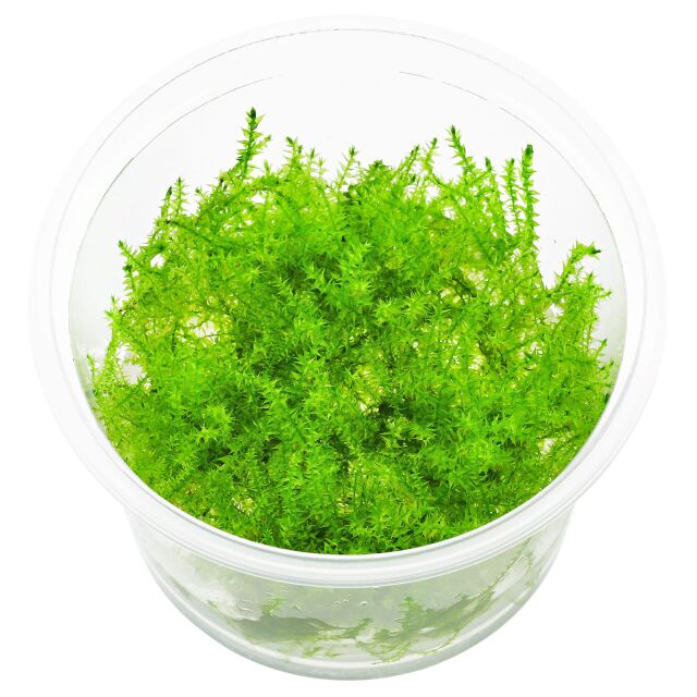 Leptodictyum riparium - in Vitro