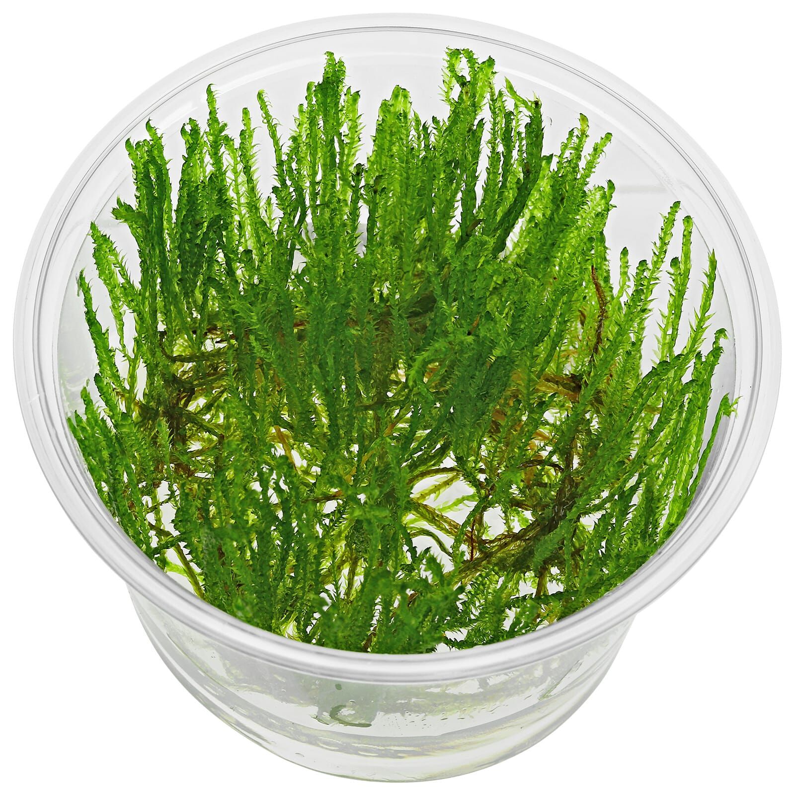 Taxiphyllum alternans "Taiwan Moss"