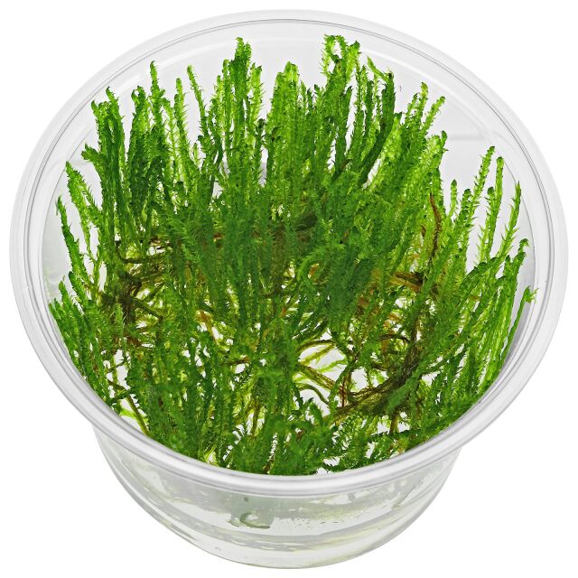 Taxiphyllum alternans "Taiwan Moss"