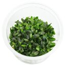 Bucephalandra sp. "Velvet Tricolor" - in Vitro