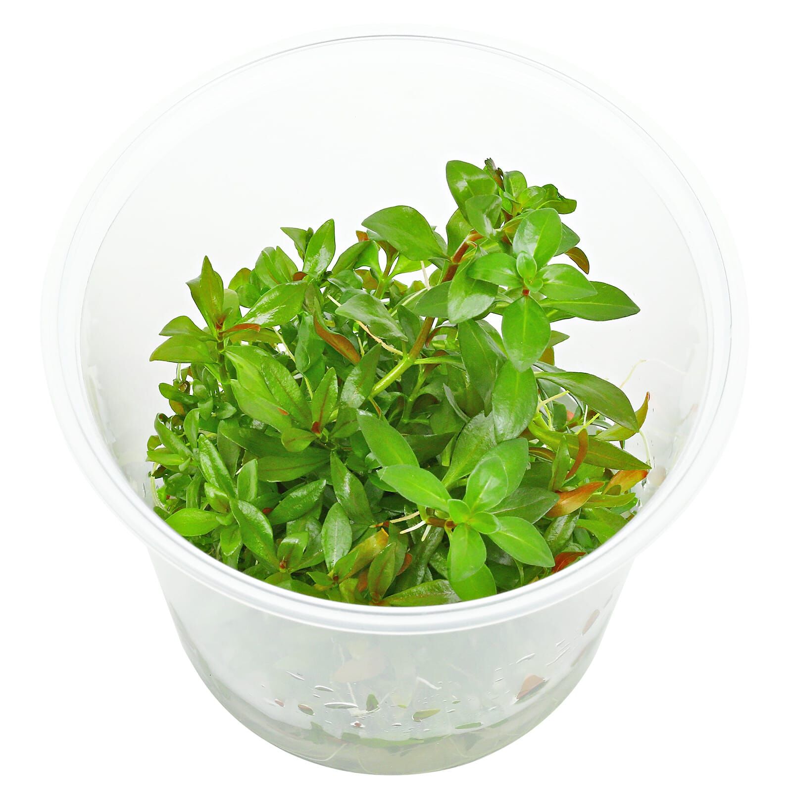 Ludwigia repens × arcuata