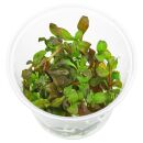 Hygrophila sp. "Brown" - in Vitro