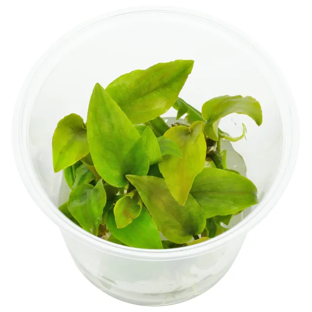 Lagenandra meeboldii 'Red' - in Vitro