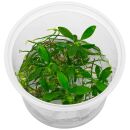 Anubias barteri var. nana Pangolino - in Vitro