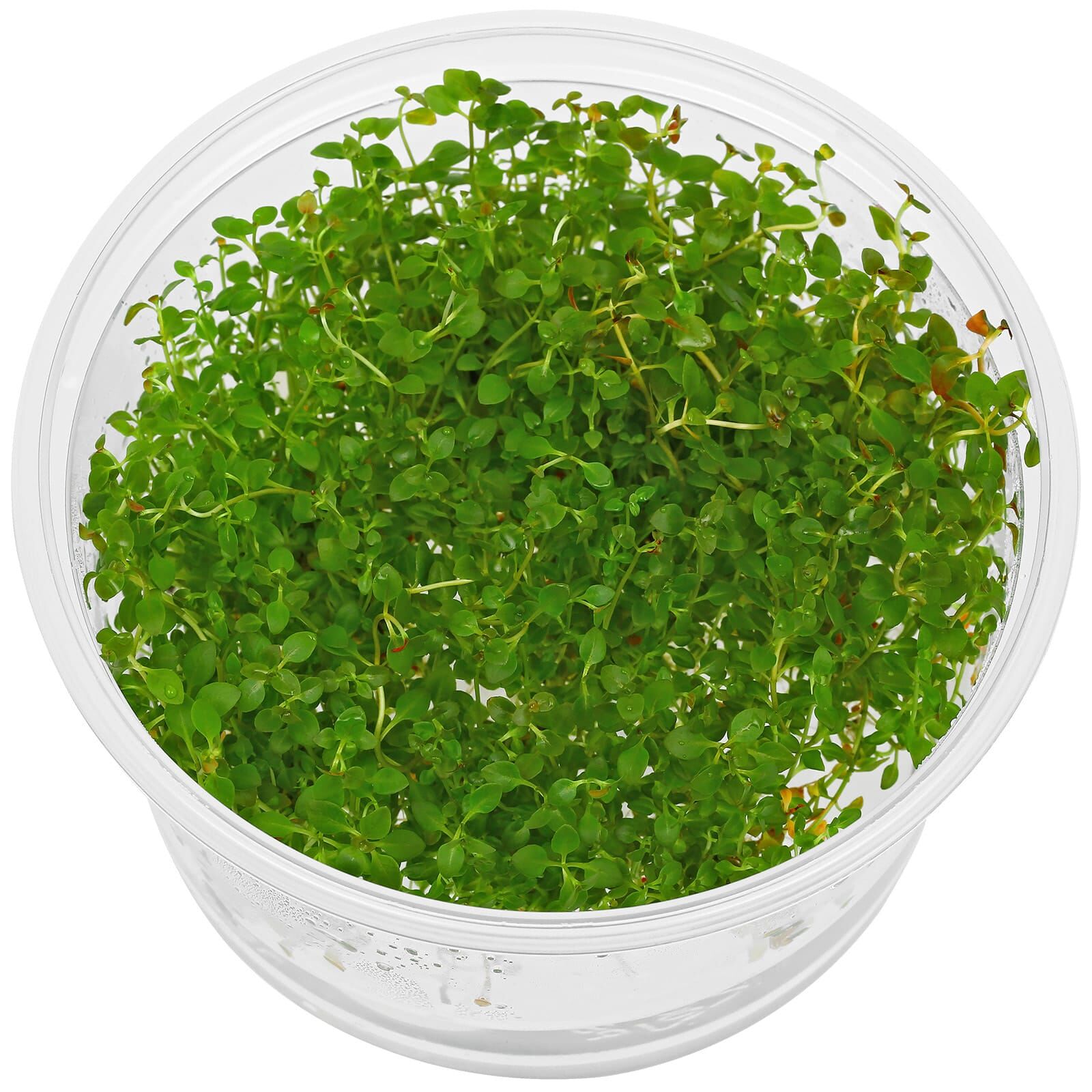 Ludwigia palustris "Super Red"