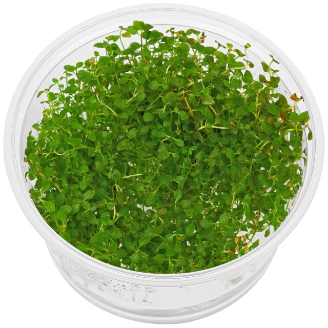 Ludwigia palustris &quot;Super Red&quot; - in Vitro XL