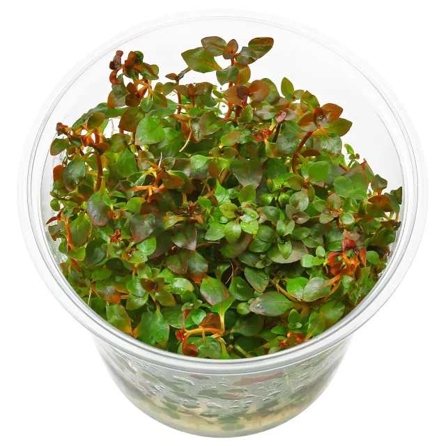 Ludwigia palustris "Super Red" - in Vitro