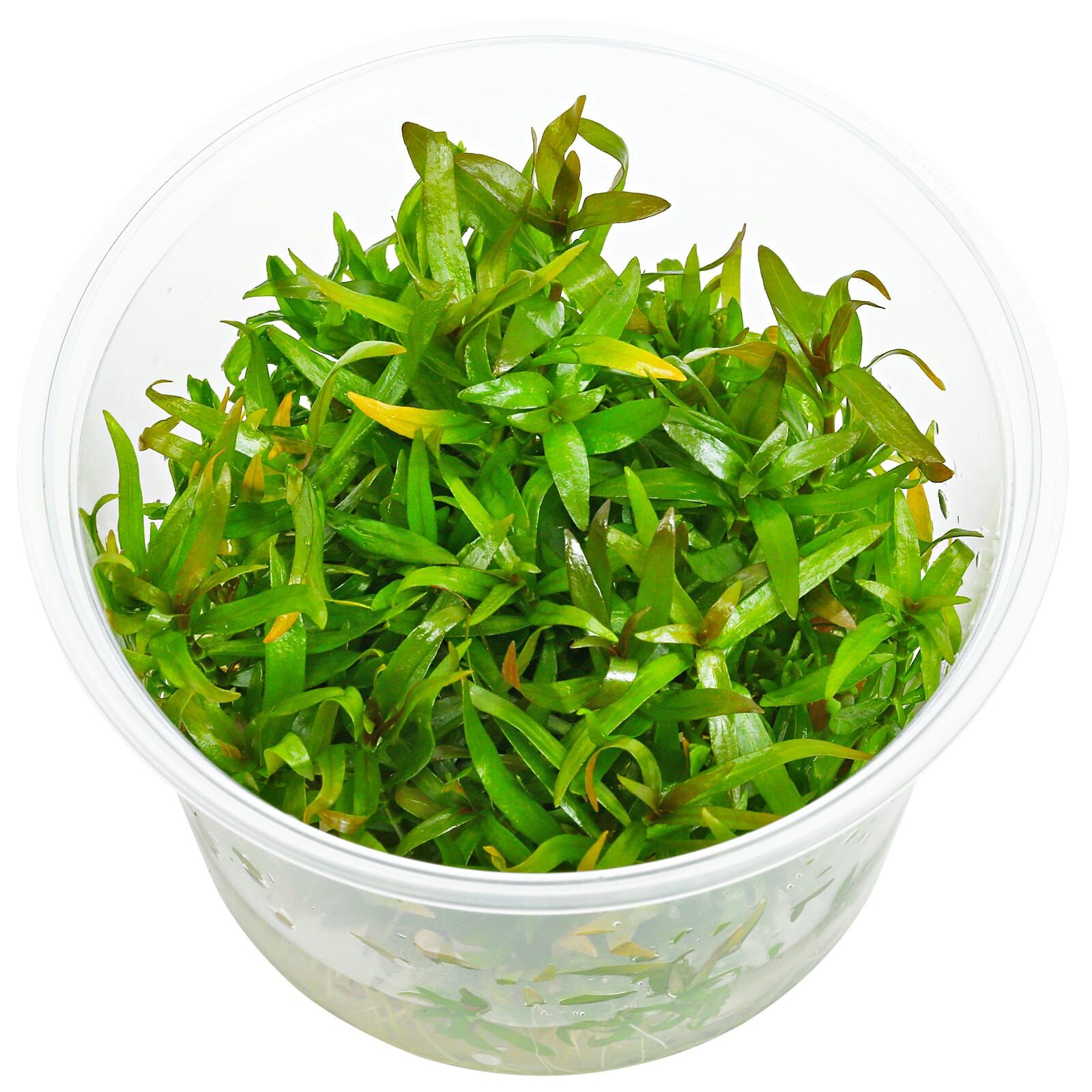 Ludwigia × lacustris