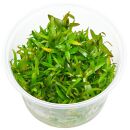 Ludwigia × lacustris - in Vitro