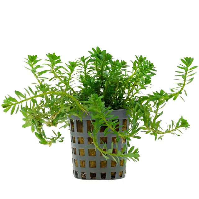 Rotala sp. "Long Leaf" - Topf