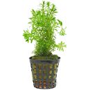 Rotala sp. "Long Leaf" - Topf