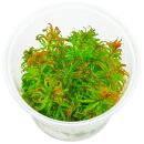 Ludwigia inclinata var. verticillata Pantanal - in Vitro