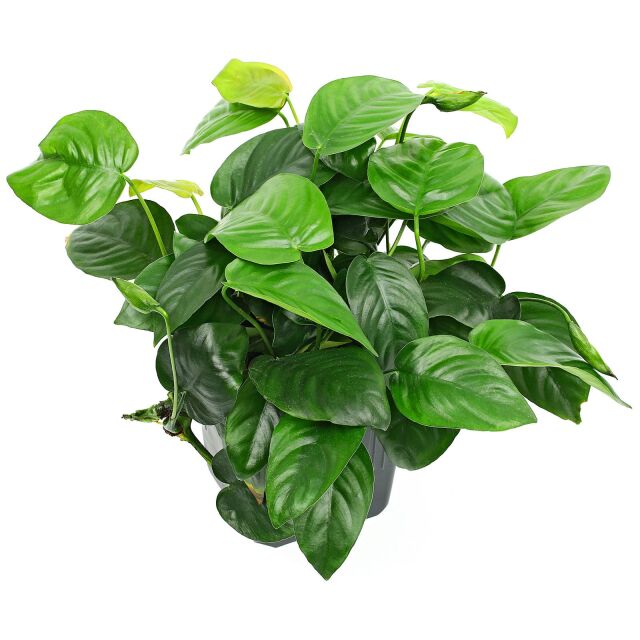 Anubias barteri 'Compact' - Mutterpflanze - XXL-Topf