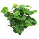 Anubias barteri Compact - Mutterpflanze - XXL-Topf