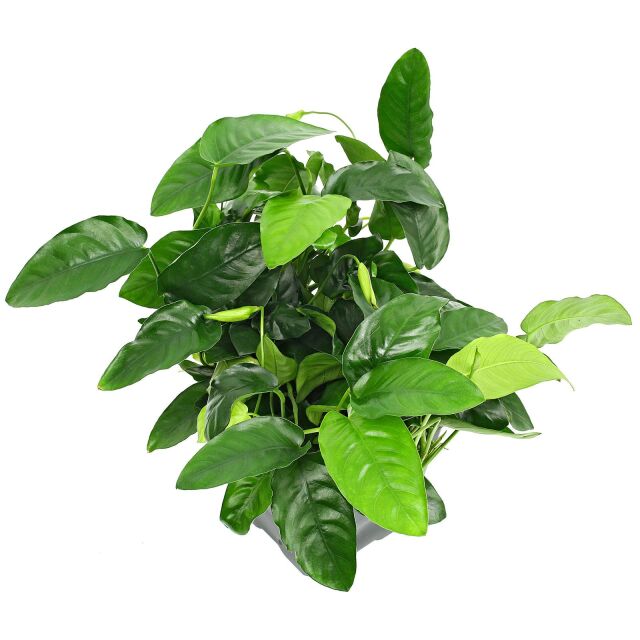 Anubias barteri var. nana - Mutterpflanze - XXL-Topf