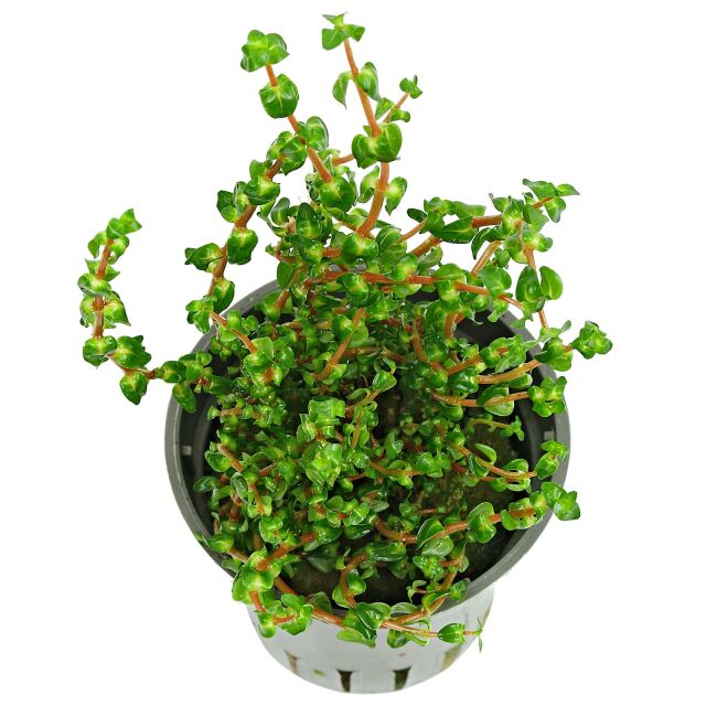 Rotala macrandra 'Pearl' - Topf