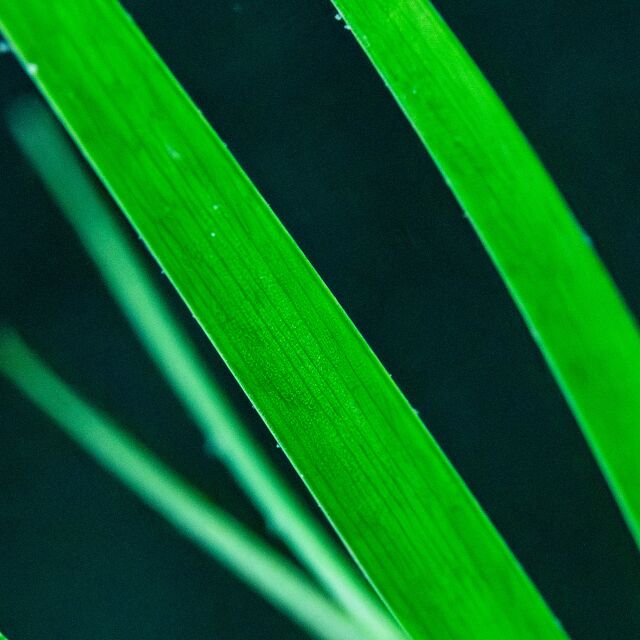 Acorus gramineus 'Pusillus'