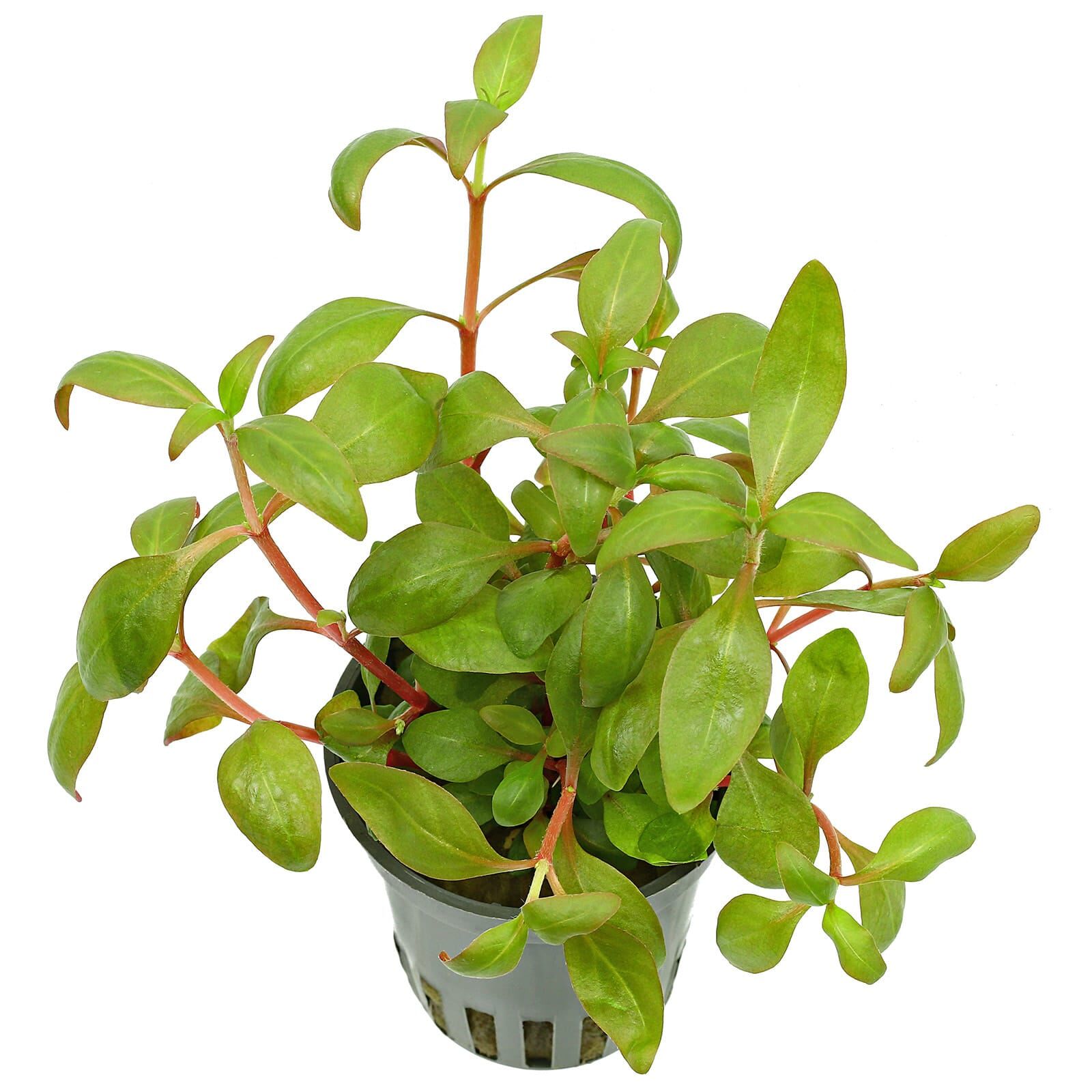 Alternanthera reineckii "Kleines Papageienblatt"