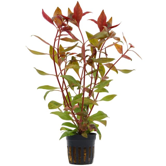 Alternanthera reineckii &quot;Kleines Papageienblatt&quot;