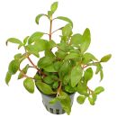 Alternanthera reineckii 