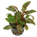 Cryptocoryne wendtii Red
