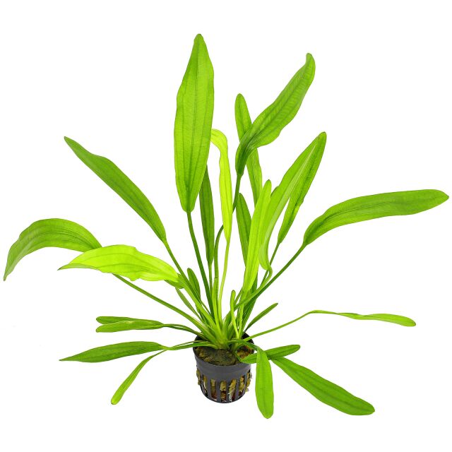 Echinodorus 'Horemanii Green' - Topf