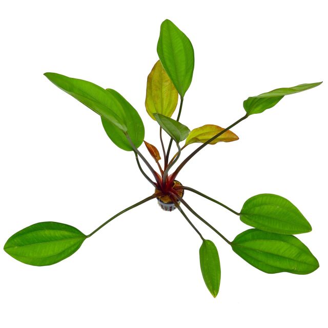 Echinodorus 'Ipica'