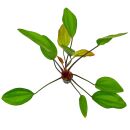 Echinodorus Ipica - Topf