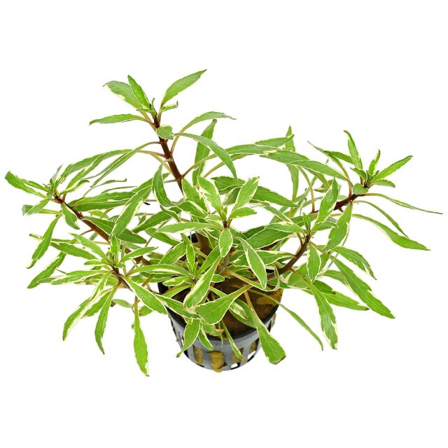 Ludwigia inclinata var. verticillata 'White'