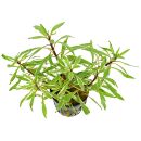 Ludwigia inclinata var. verticillata White